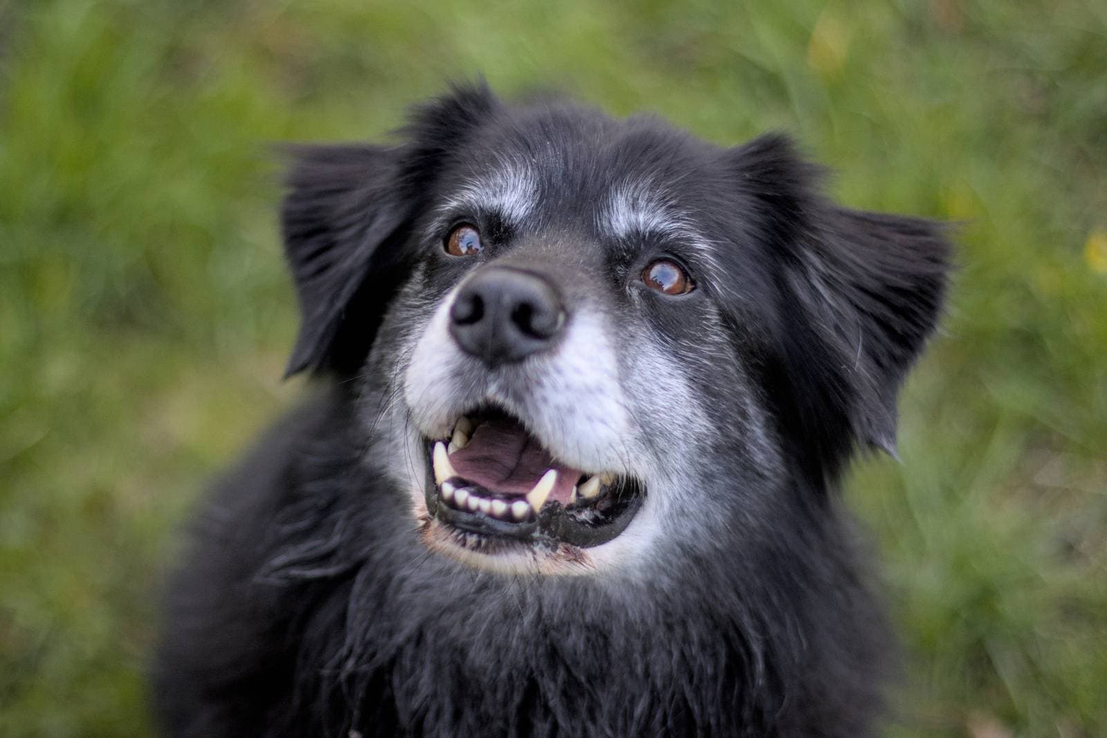 cbd chien douleur