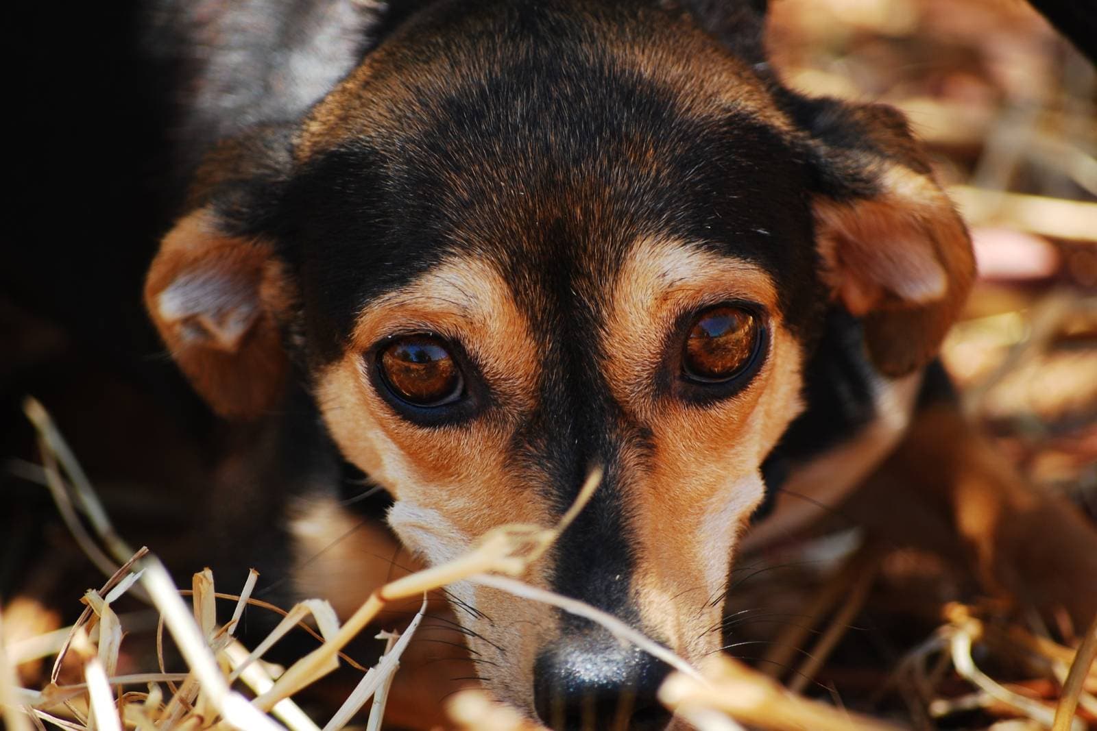 cbd pour chiens anxiete separation