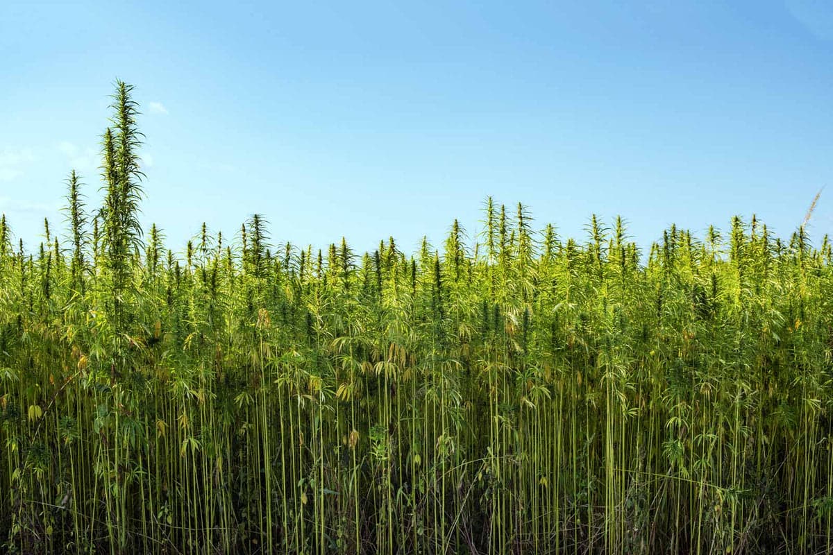 CBD vs THC: What’s the difference?