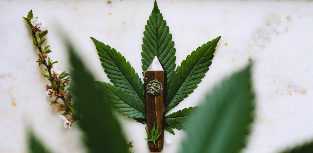 CBD vs THC: What’s the difference?