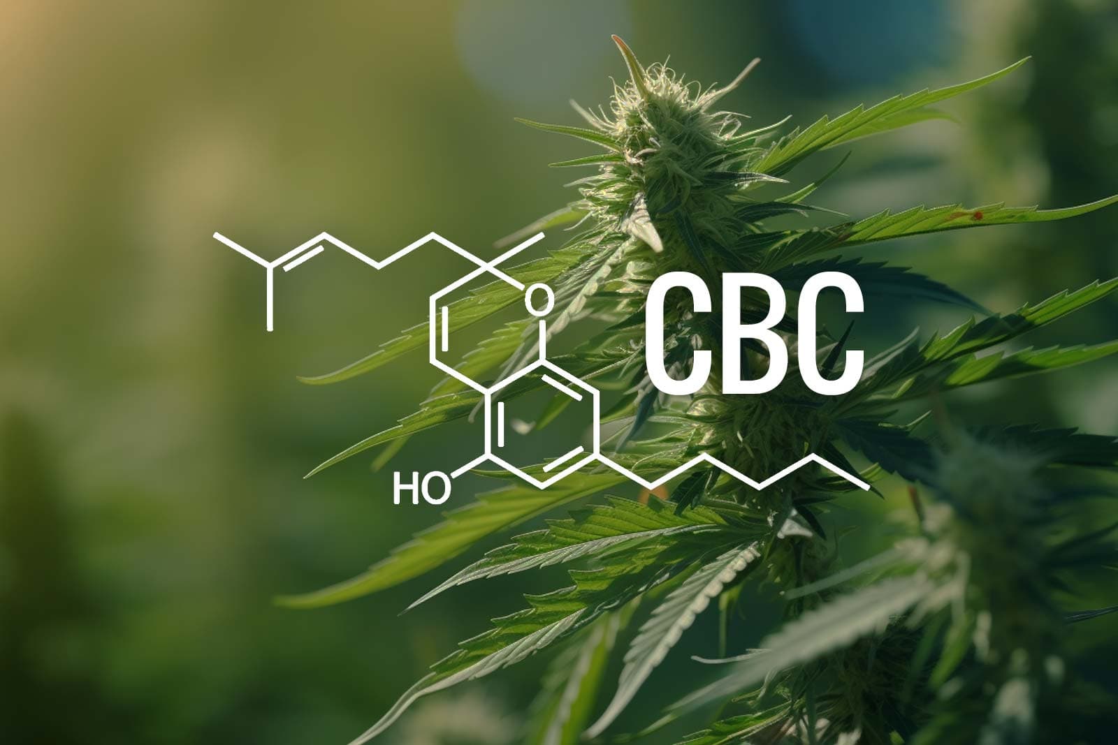 cbc