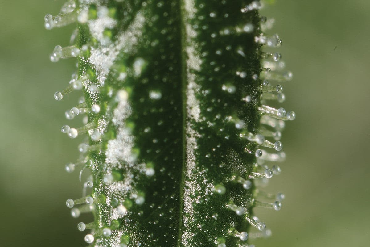 Beyond Cannabinoids: Facts About The Flavonoids