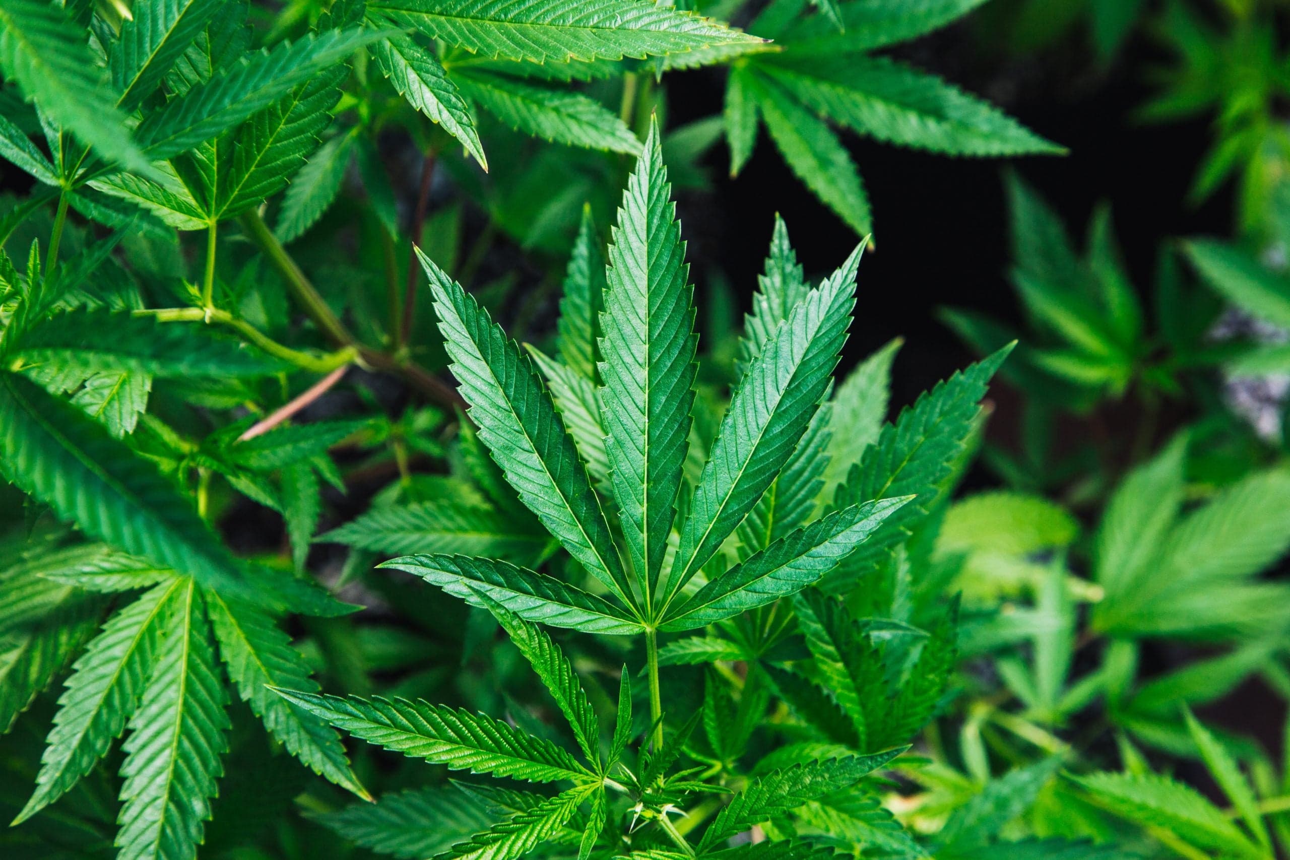 Hemp Oil vs CBD Oil: The Need For Clarity