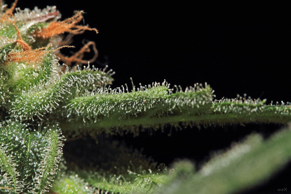 Cannabis terpenes, everything you need to know.