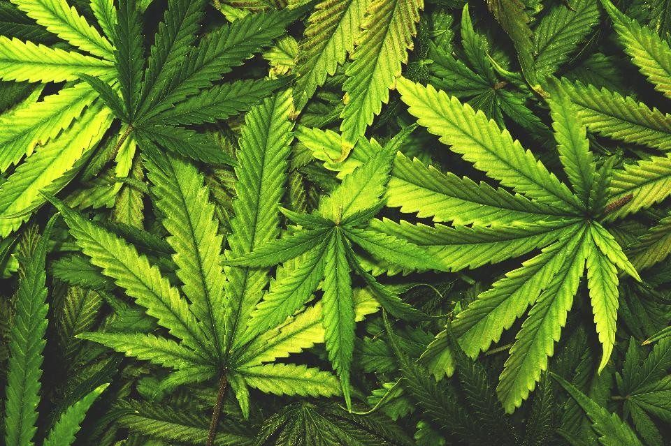 9 Cannabinoids You Must Know About