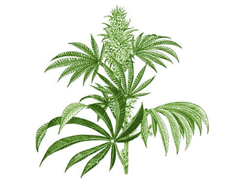 CBD ingredient