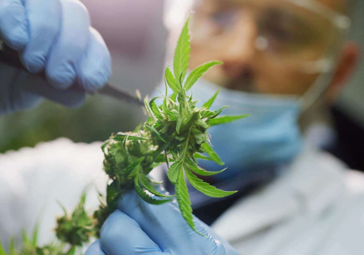 CBD you can trust