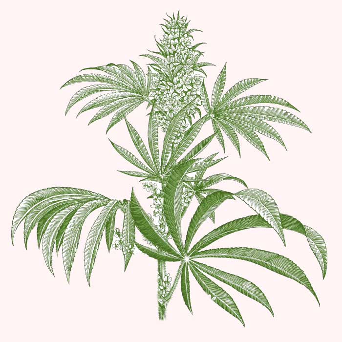 Hemp plant