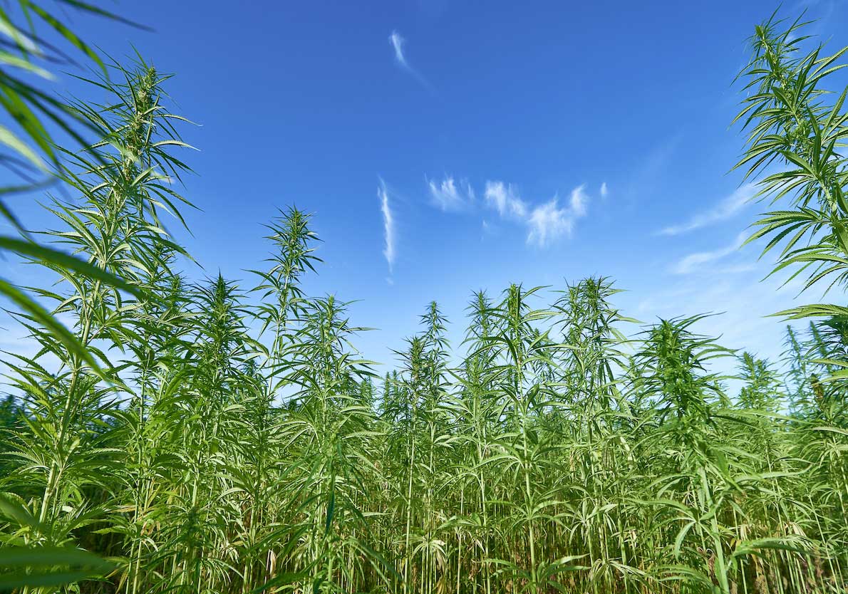 Natural Hemp Image