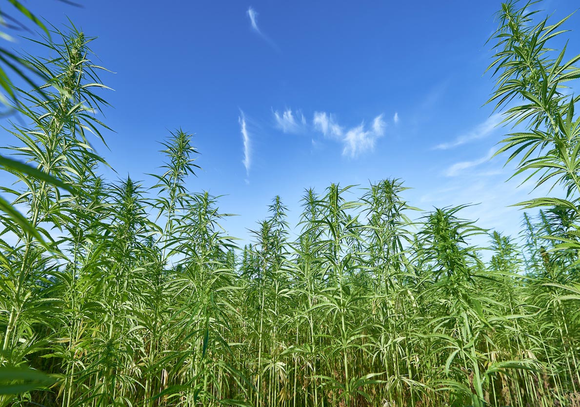 Natural CBD Hemp Production