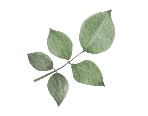 Phytosterols vegetaux