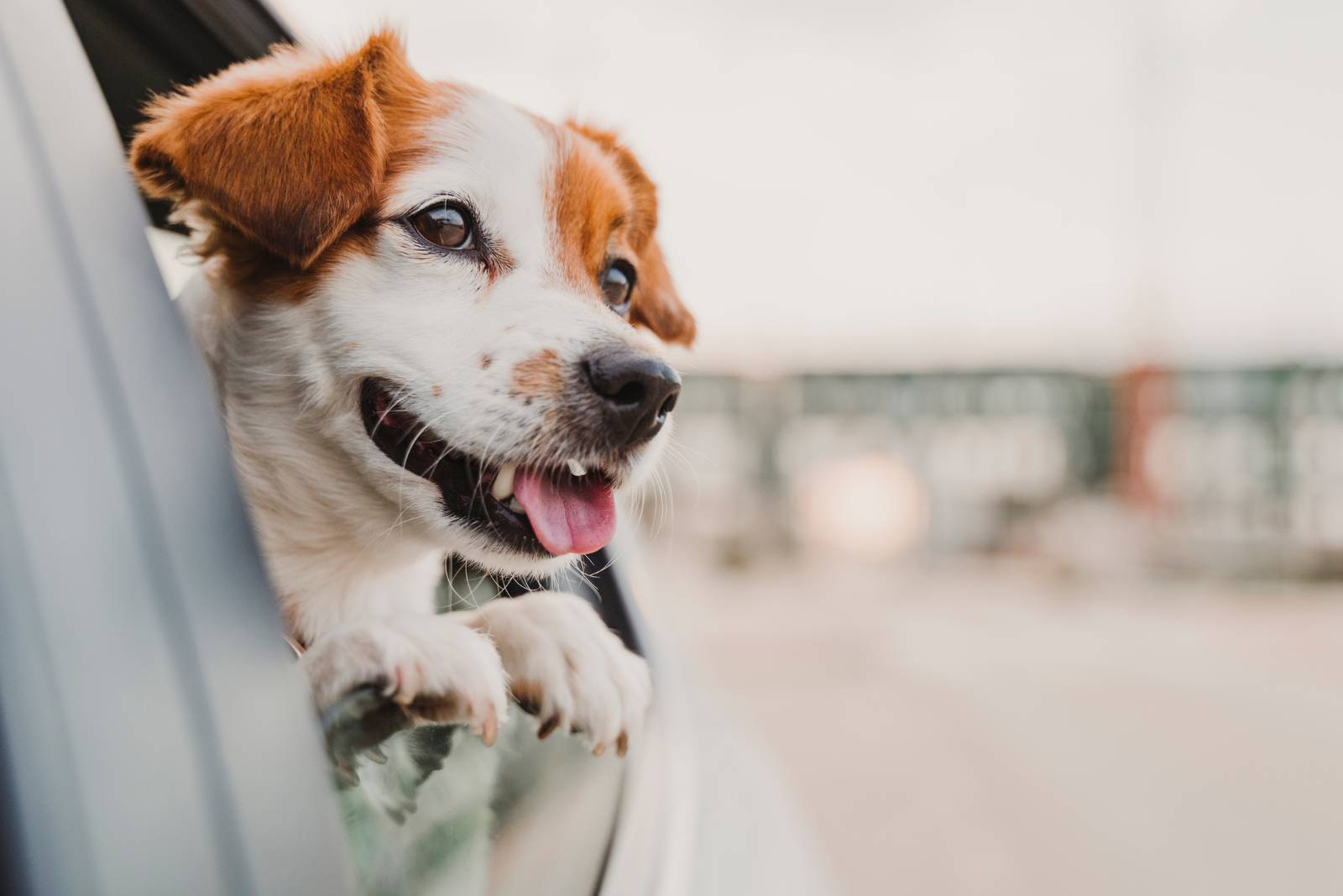 cbd for dogs in car