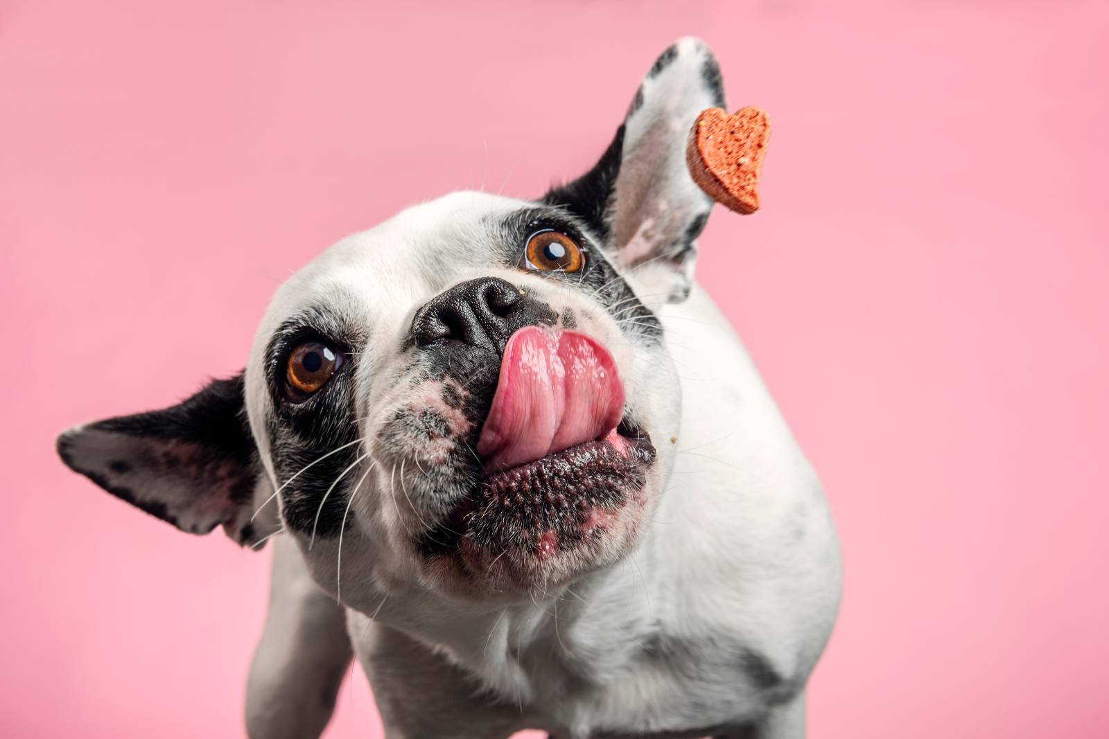 cbd dog osteoarthritis