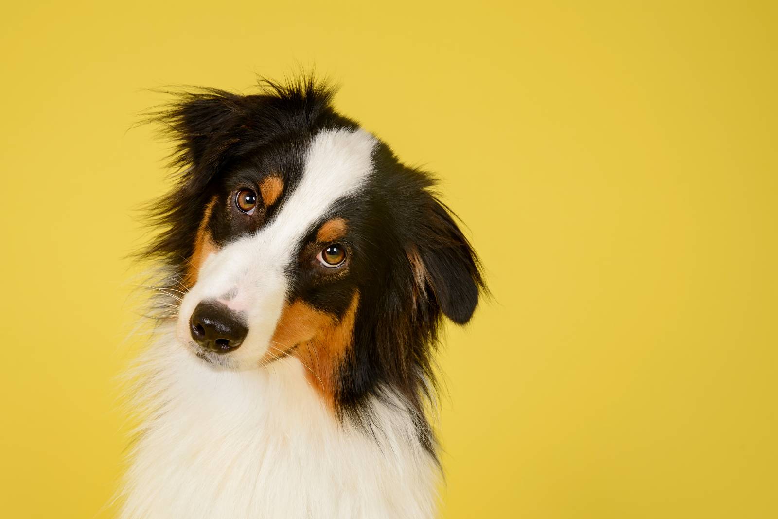 cbd dog stress research