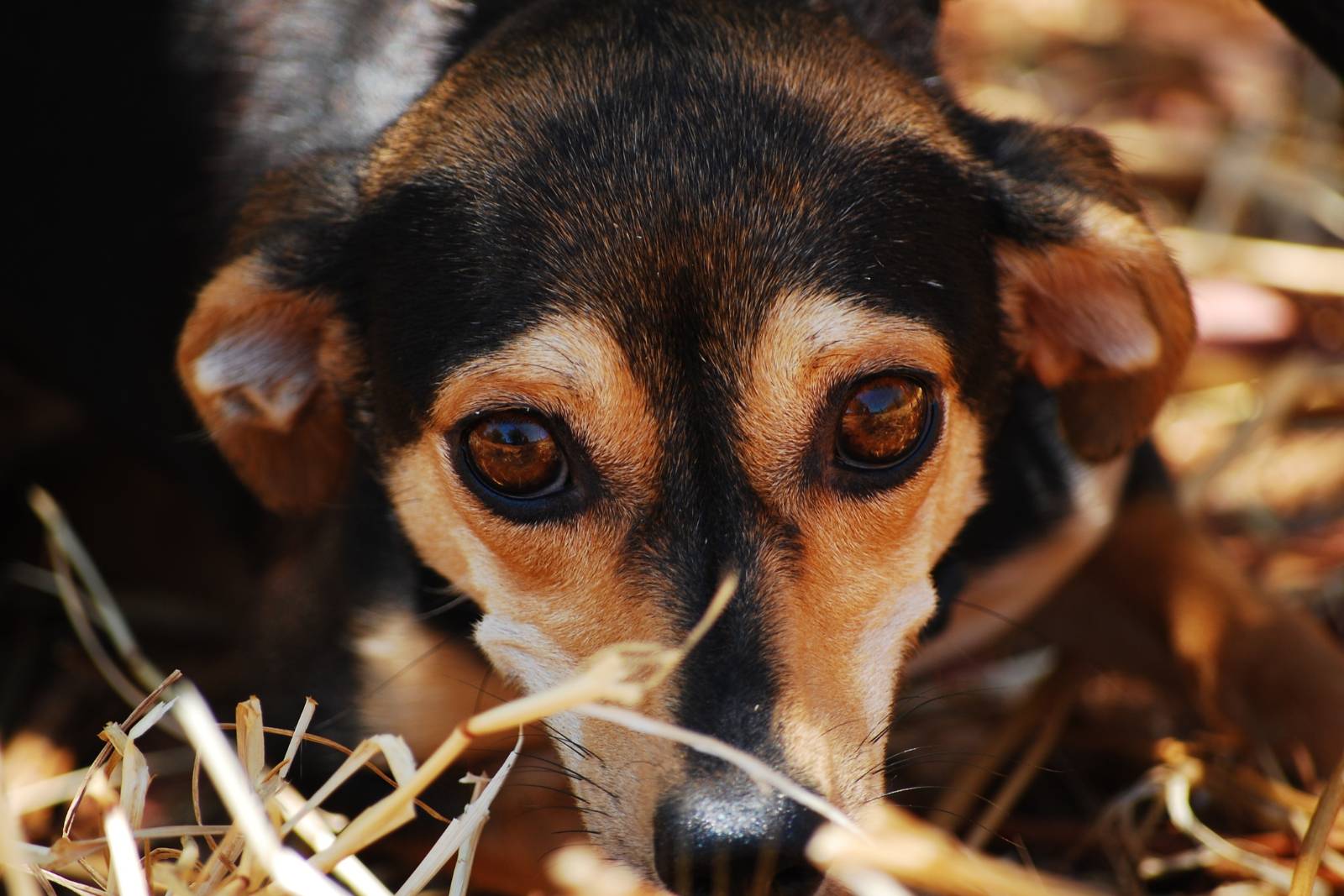 cbd for dogs separation anxiety