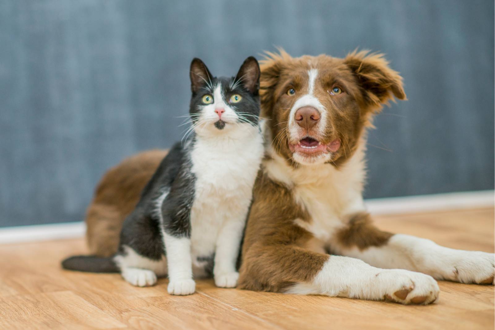 cbd for pets