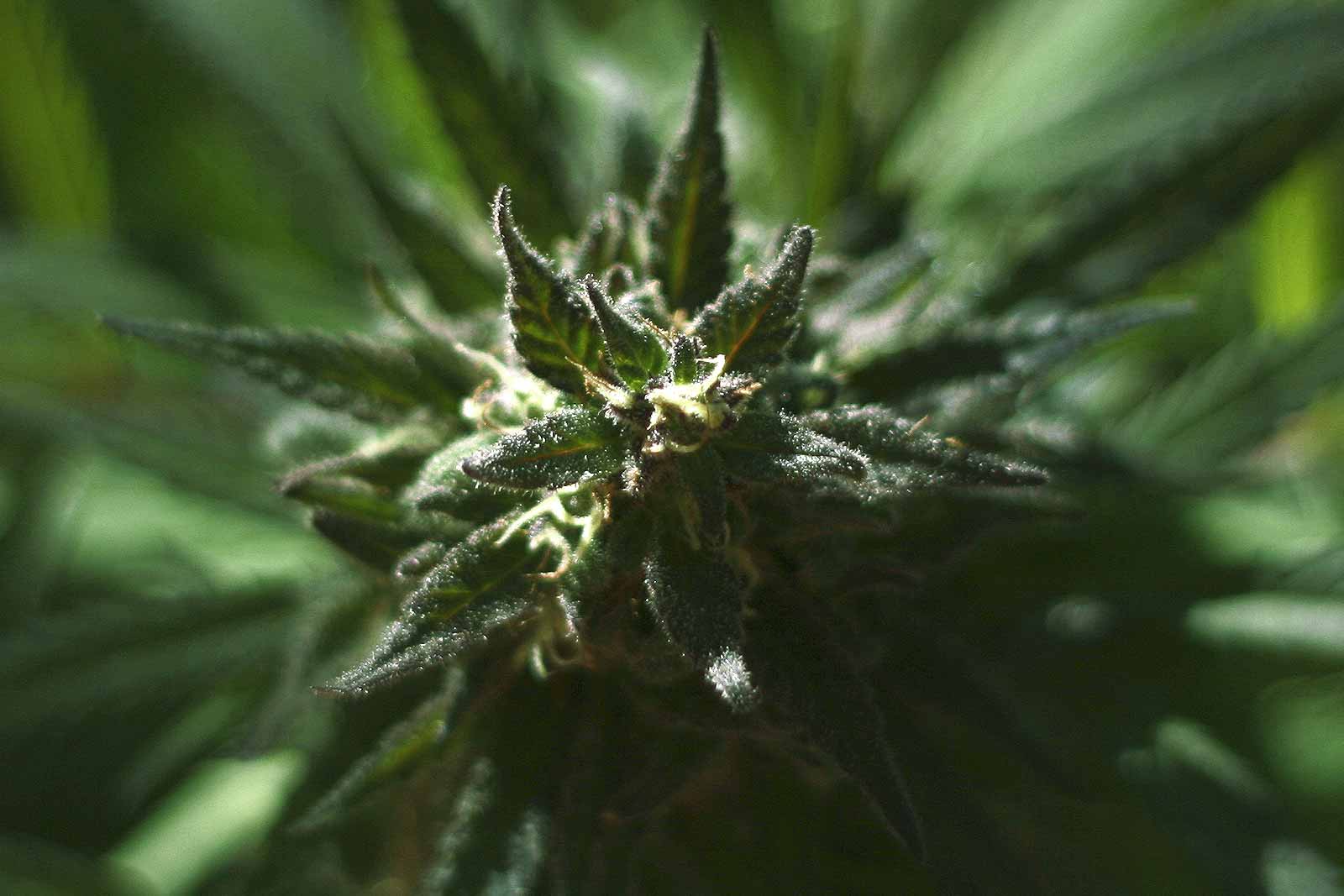 cbd-full-spectrum-Harmony