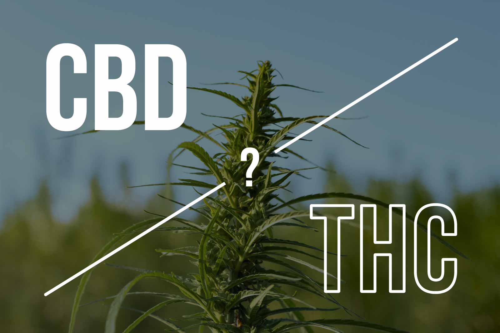 cbd sans thc