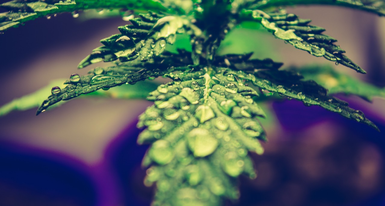 Full Spectrum CBD vs CBD Isolate vs Broad Spectrum: What You Need to Know
