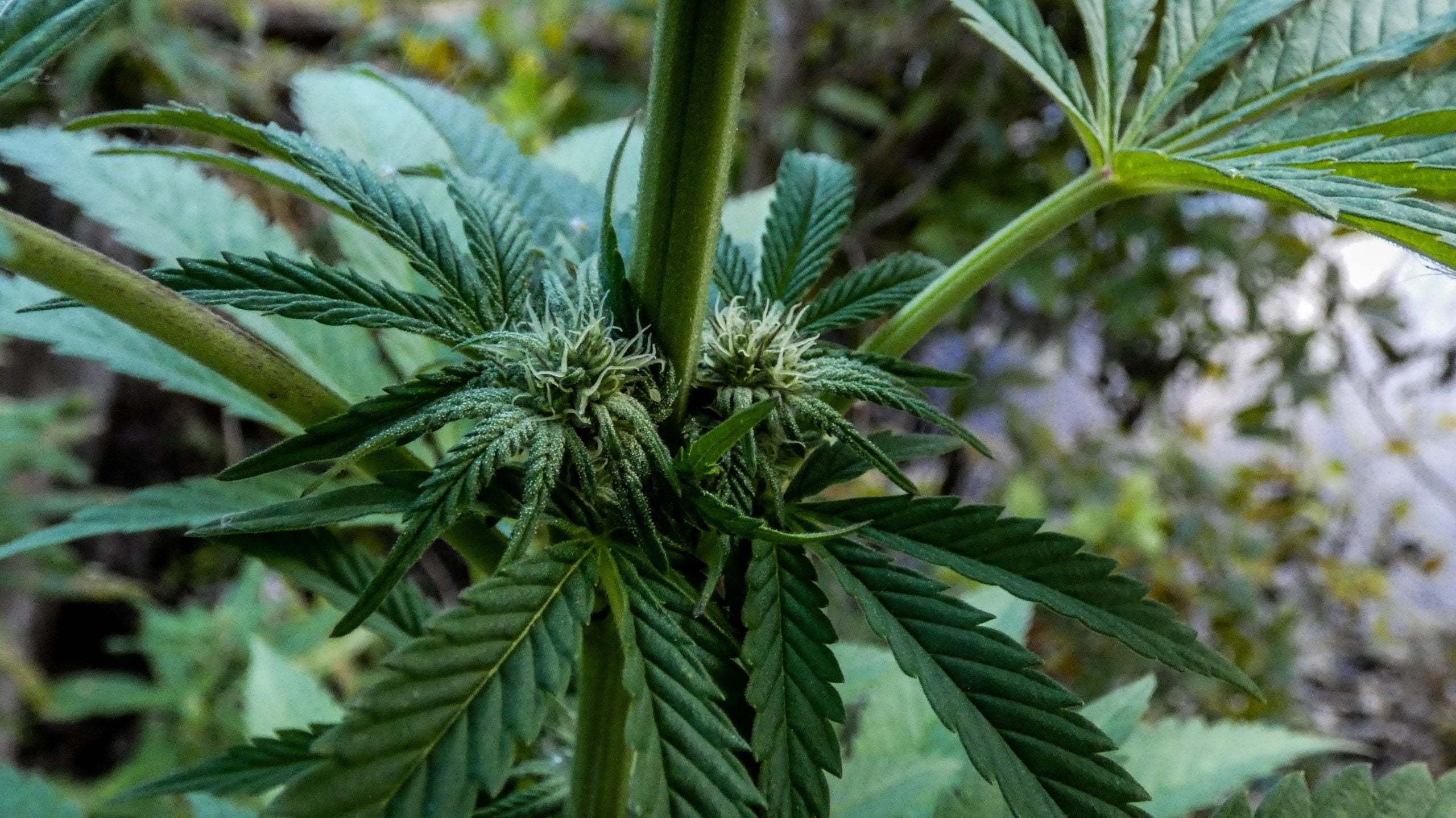 How Is CBD Extracted From Hemp?