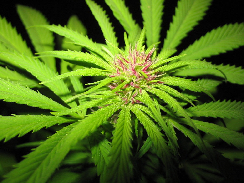 The Secret Parts of Cannabis You Didn’t Know About