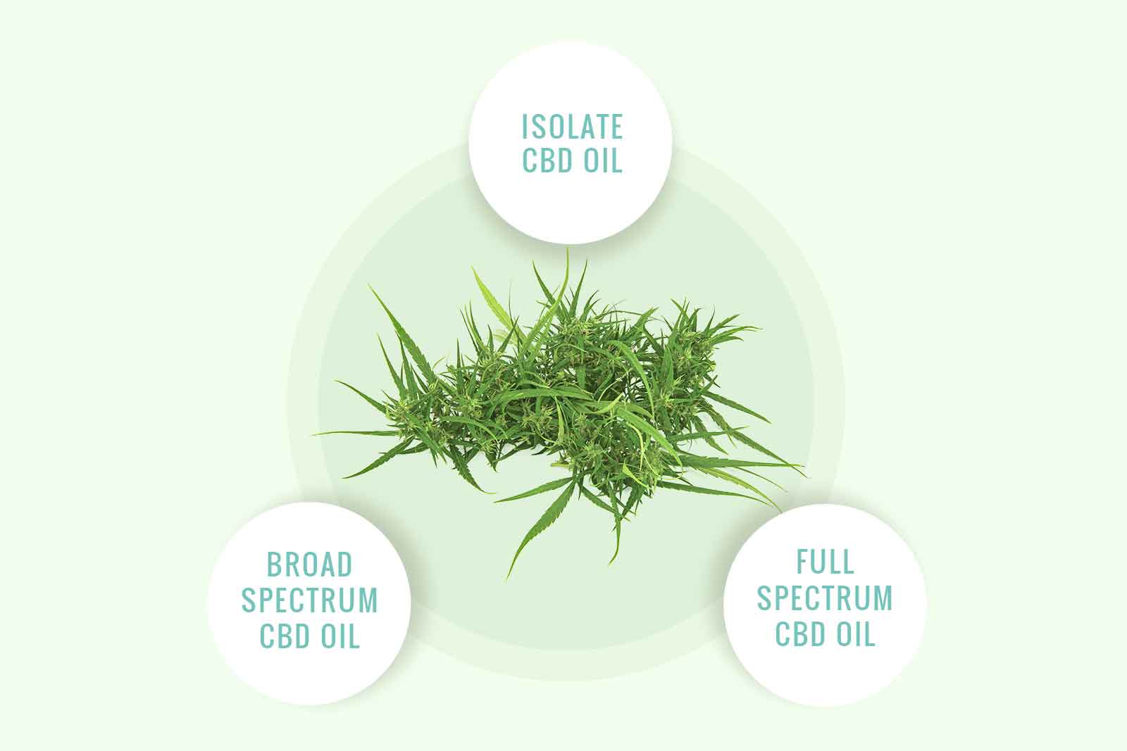 TOUT-SAVOIR-SUR-LE-CANNABIDIOL-Harmony