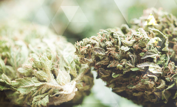 Top 6 Methods To Ingest Cannabis