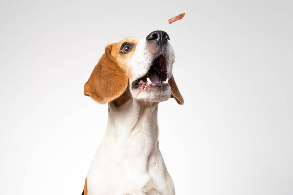 cbd dog oil vs treats