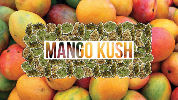 Myrcene: Discover What Makes You Love The Mango Kush